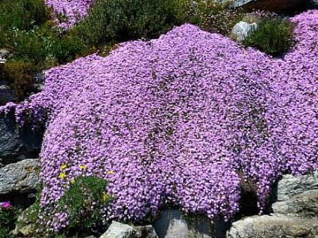 Du kan dyrke isplanter ved deling