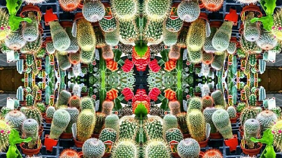 Sukkulenter har også økt i popularitet på grunn av deres lite vedlikeholdspleie