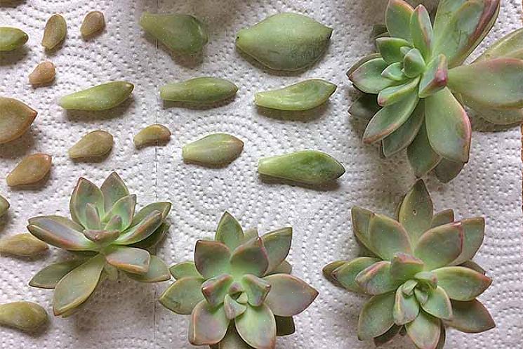 Noen av de vakrere Echeveria inkluderer den blå Echeveria (E