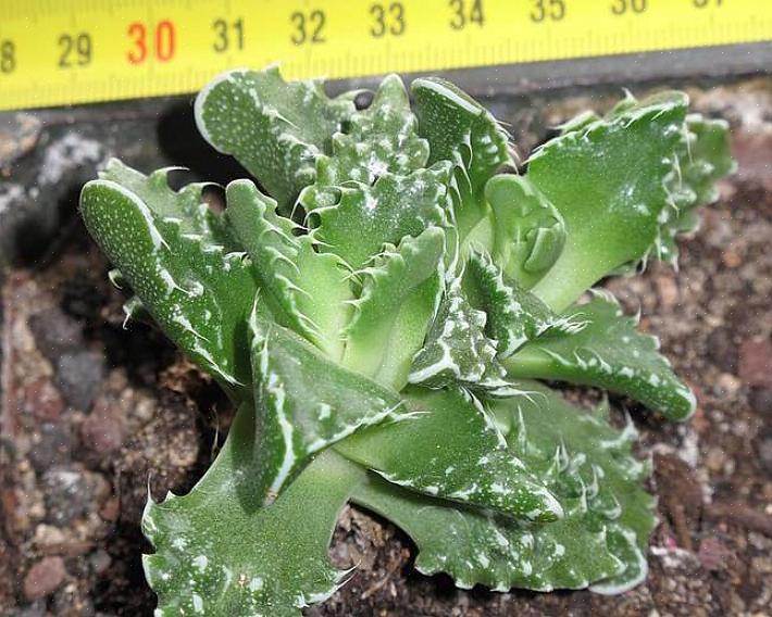 Krever tigerkjefter sukkulenter porøs