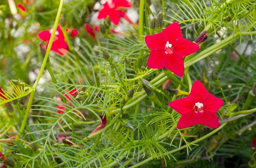 Kardinal klatrer tåler tørr jord