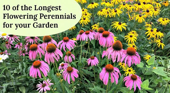 I den intense varmen vil den blomstre om våren