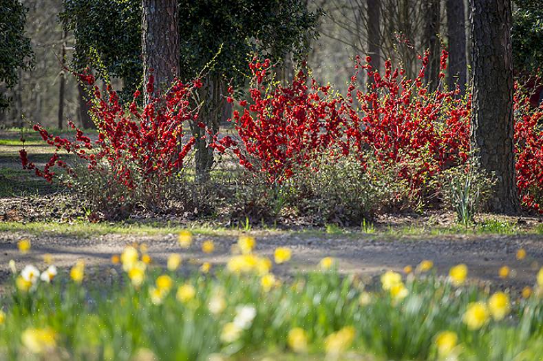 Du kan lagre den for å så neste år eller gjøre strategisk selvsåing i andre deler av hagen din