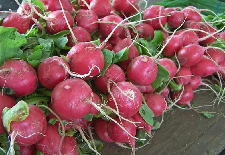 Asiatiske reddikssortene tar lengre tid å modnes