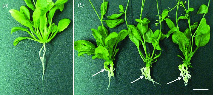 Sykdommen krever en levende vert for å utvikle seg