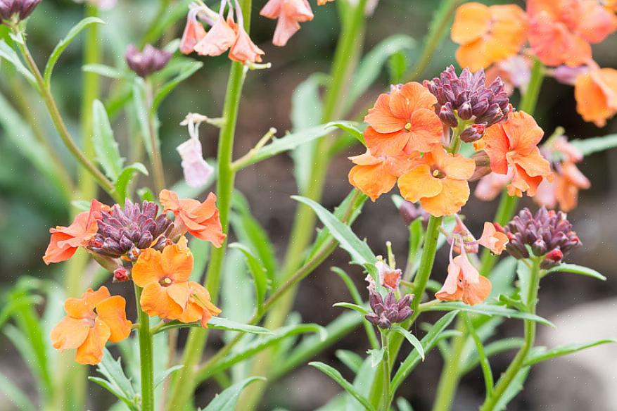 Gir gode tillegg til enhver steinhage