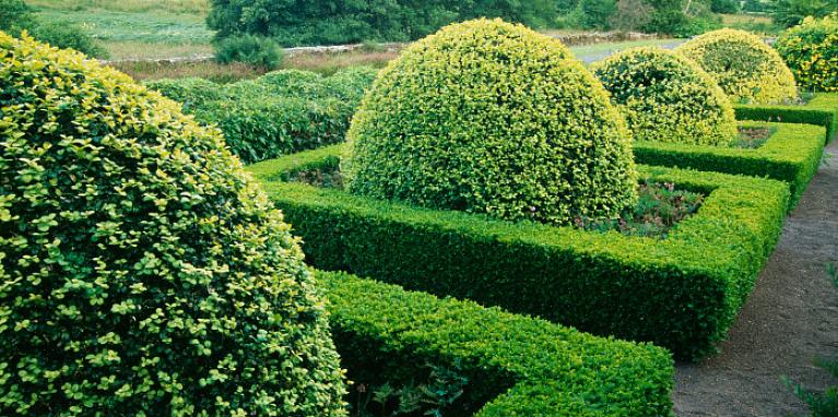 Planteaksonomi klassifiserer dvergboksvedbusker (engelsk sort) som Buxus sempervirens