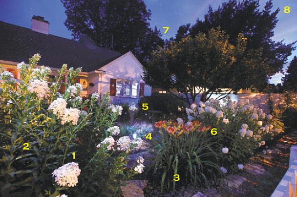 Planter hvis lyse blader hjelper dem å dukke opp om natten