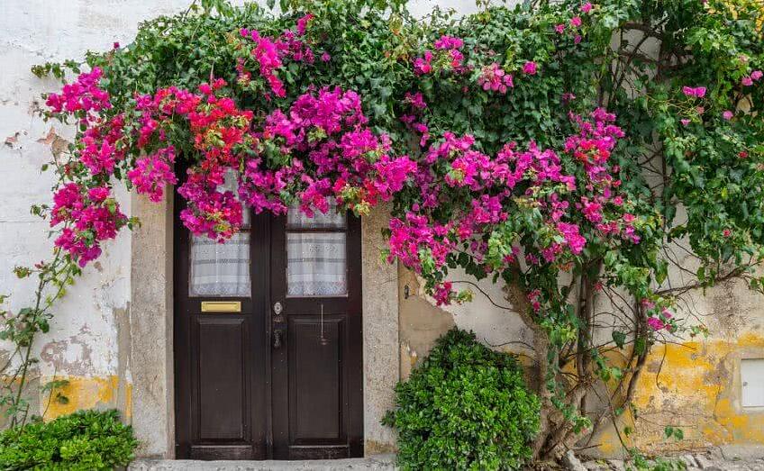 Som vinranking trenger vinstokker med ranker støtte tynn nok til å klatre