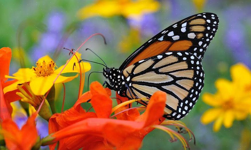 Du har plantet ting med ordet "sommerfugl" i navnet