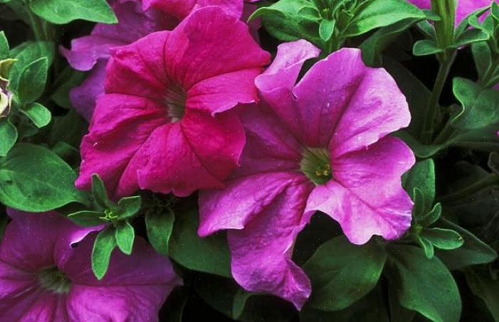 Bølgeserien skapte litt opprør da den først ble introdusert