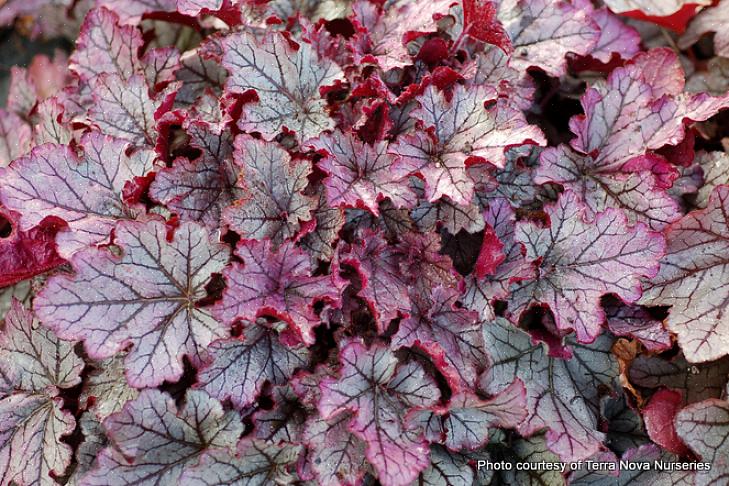 Heuchera 'Venus' er hjemme i en hvit blomsterhage eller månehage