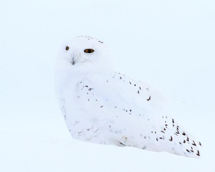 Fargene på en fugls fjærdrakt er det første kamuflasjonsforsvaret