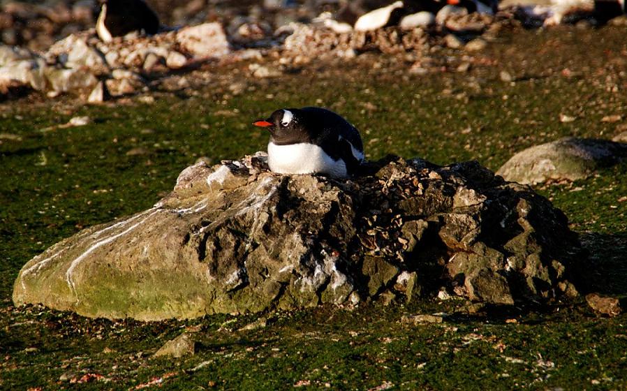 Fuglebad regelmessig for å holde forstyrrende fugler