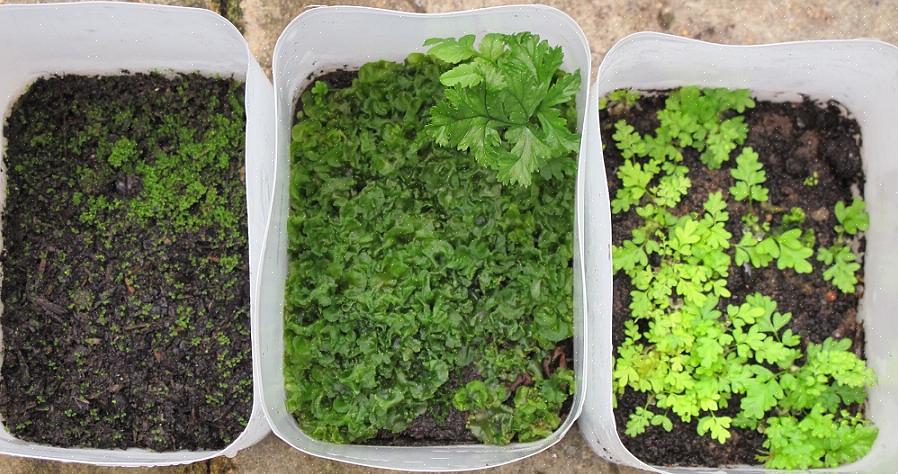 Fernplanter kan slippe millioner av sporer på bakken