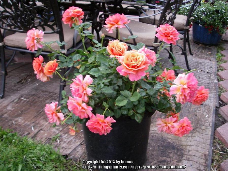 Ideelle rosekammerater har samme vekstforhold