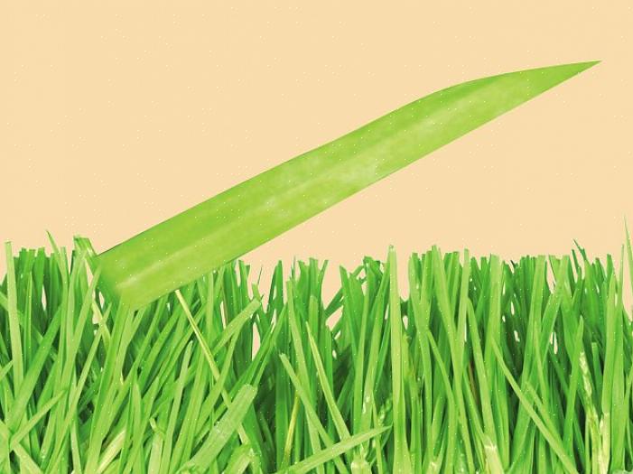 Eksempler på kule sesongtyper av gress inkluderer