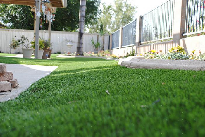 Kjølig sesong tørketolerante gress varierer i tørketoleranse