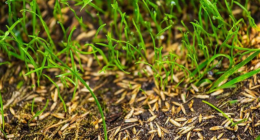 Fordamper mye av vannet ganske enkelt - et fullstendig sløsing med dyrebar fuktighet