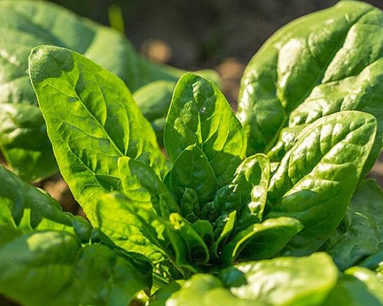 Selv om rødbeter fortsatt vil vokse i sommervarmen