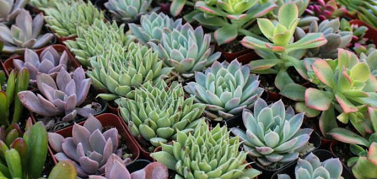 Og mange nesten ukjente planter