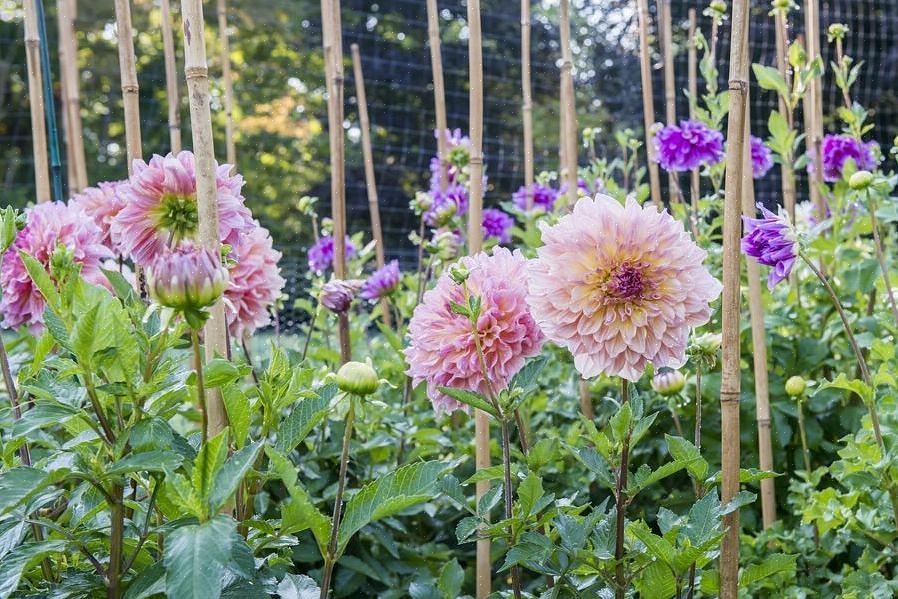 Dahliaer er blomster fra midten til sen sesong som kommer i et stort utvalg av farger