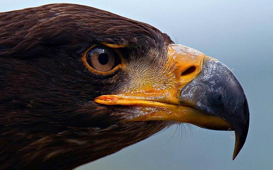 Skallet ørn er den mest kjente arten i Nord-Europa