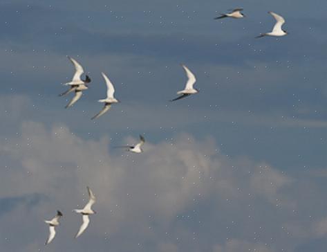 Danner flokk av forskjellige årsaker