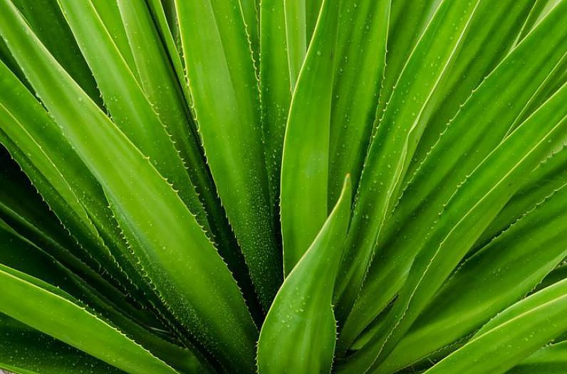 Aloe vera-planten er bare en type