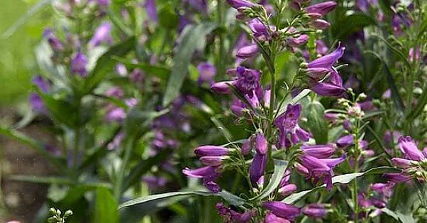 "Hjortresistente planter for sentrale Oregon," Oregon State University Extension Service