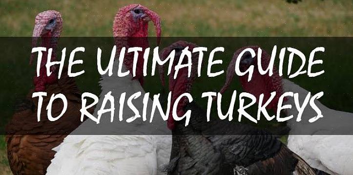 Spesielt som poults (unge kalkuner)