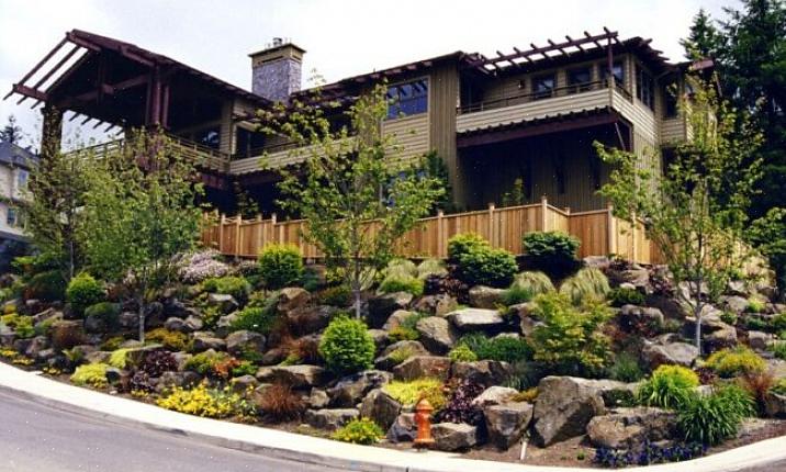 Purple wood spurge er en 12- til 46 cm høy eviggrønn flerårig plante som kan dyrkes i USDA hardiness soner