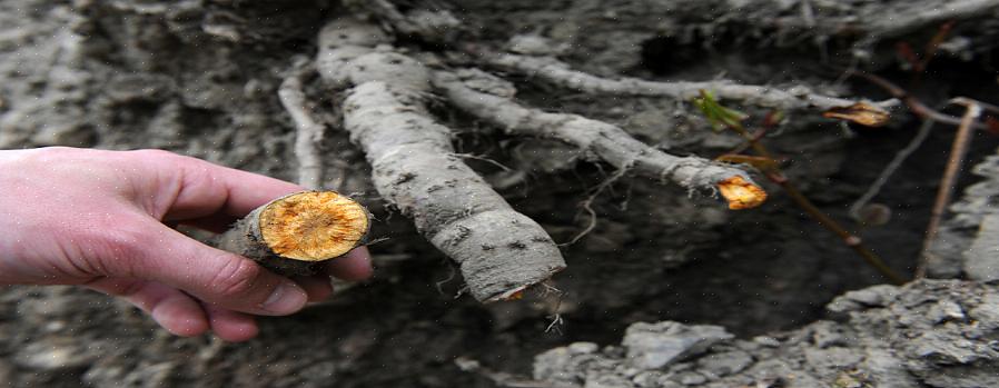 Ulemper Herbicidet som oftest brukes til å spraye japansk knotweed
