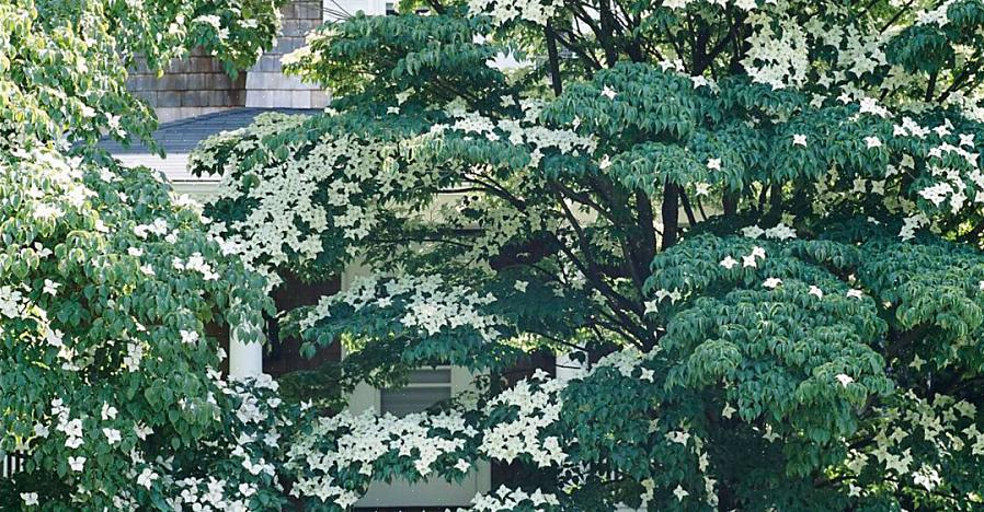 Det mest bemerkelsesverdige estetiske trekket til dette gamle tørketolerante treet er høstfargen