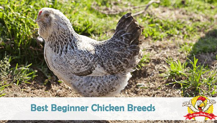 De var på en gang den mest populære rasen i Europa