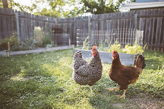 Sørg for at hønsene dine alltid har en ren kilde til ferskvann
