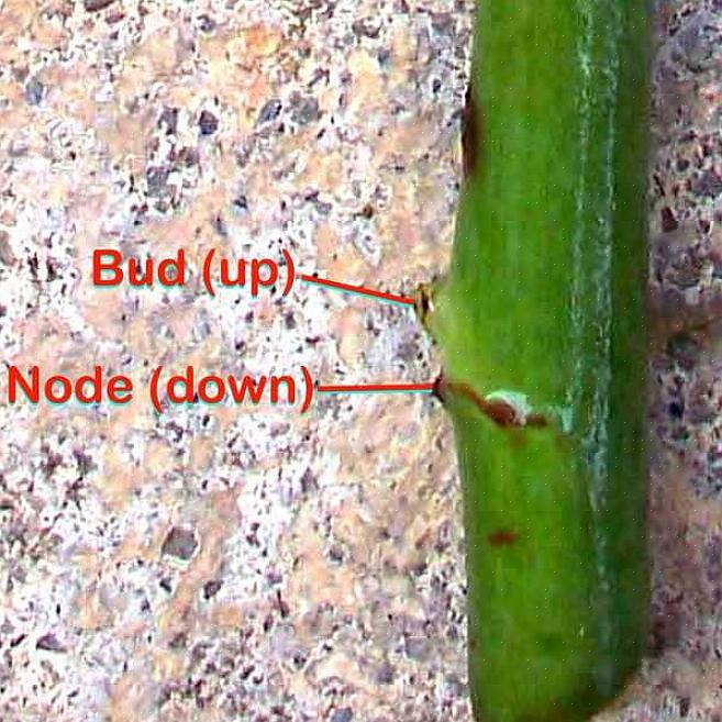 Bruk 2 eller 8 centimeter mulch over jorden rundt rosebuskene