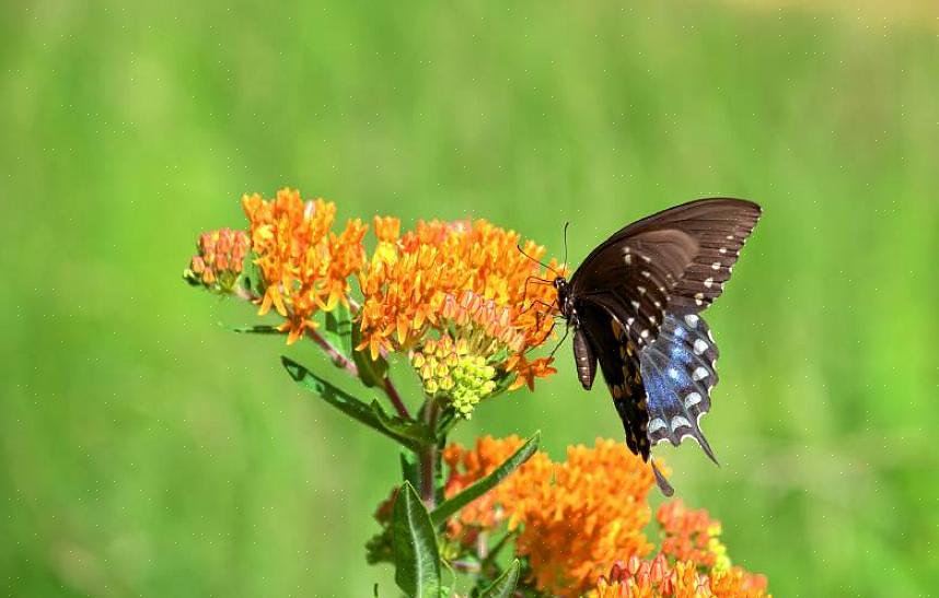 Så velg den fargen som passer best med de andre plantingene dine