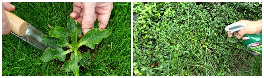 Etablerte seg raskt som et villblomst