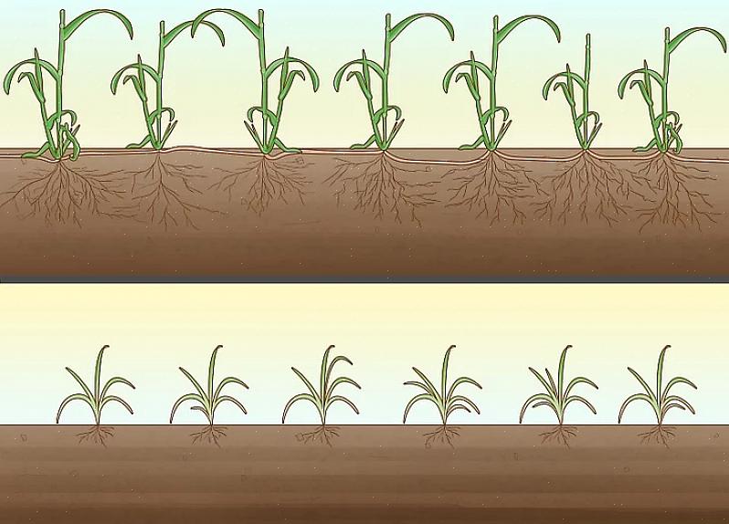Kan man telle krypende Charlie blant de duftende plantene