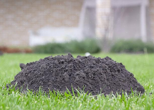 Mole-plante (Euphorbia lathyris)