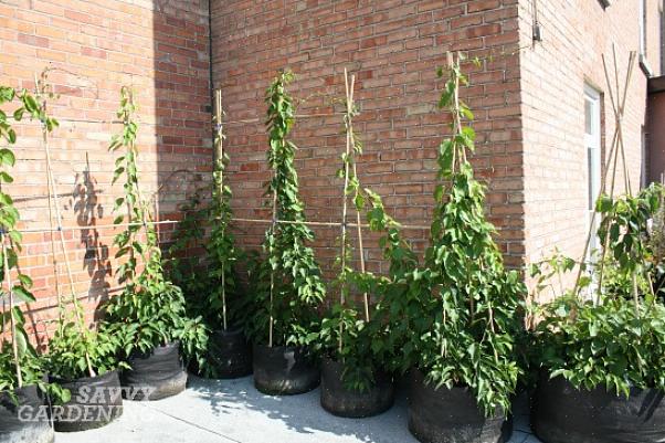 Actinidia kolomikta) er den kaldharde kusinen til vintreet som produserer den kjente kiwifrukten som selges