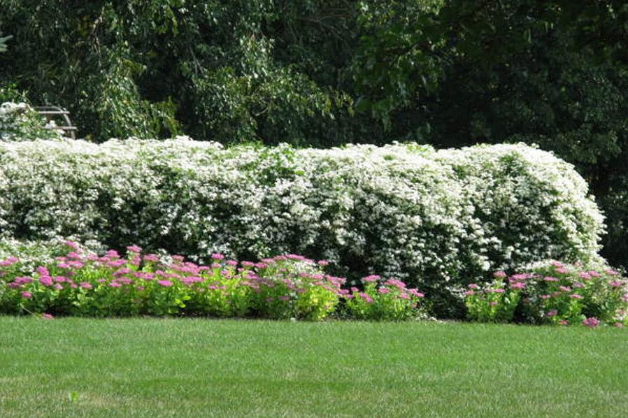 Planteaksonomi klassifiserer søt høstklematis som Clematis terniflora