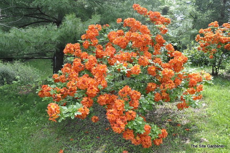 Gibraltar azalea-planter produserer klynger (kalt "takstoler"