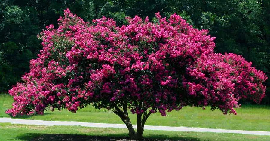Inkludert Natchez crepe myrtles