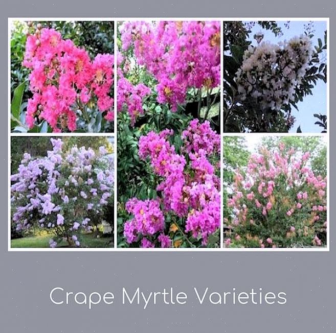 Natchez crepe myrtler er løvfellende busker eller små trær