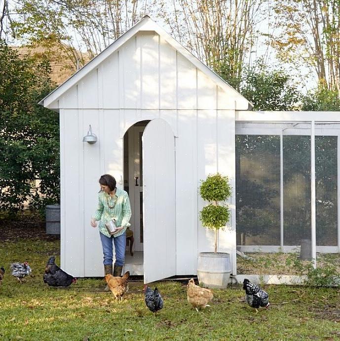 Kan det være viktig for deg om en kyllingras er klassifisert som "tung"