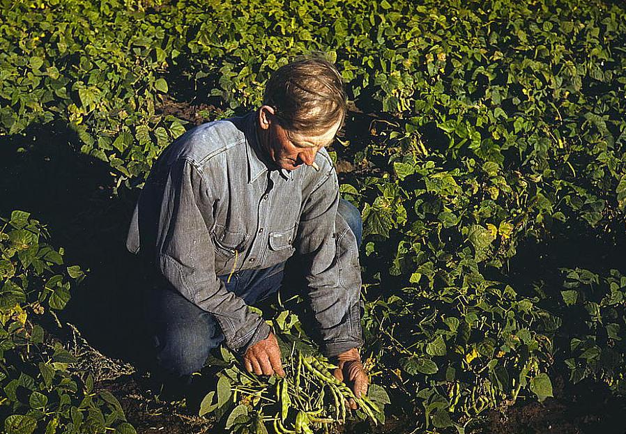 Oppdrett eller å gå utenfor nettet for energi