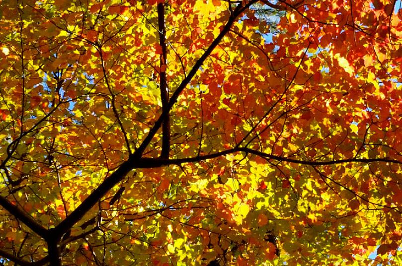 Blir røde eiketrær verdsatt for høstløvverket på to nivåer