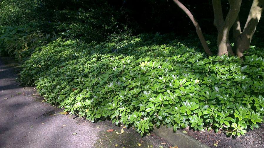 Planteaksonomi klassifiserer japansk pachysandra